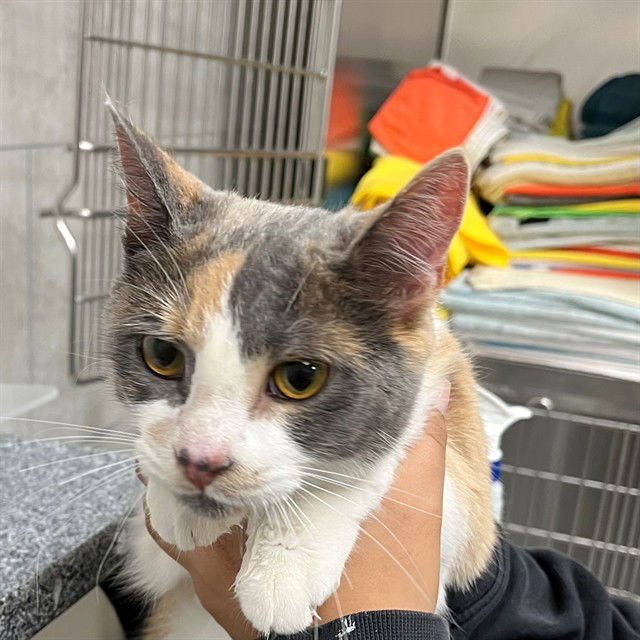 RHEA - Domestic Short Hair available for adoption