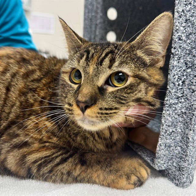 JIJI - Domestic Medium Hair available for adoption