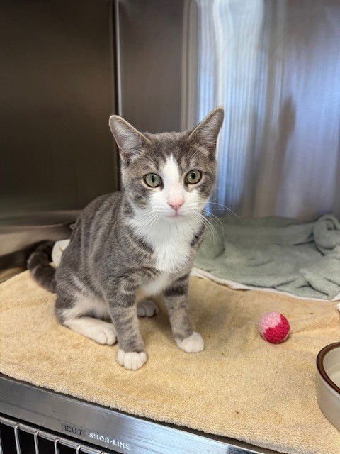 DUSTY - Domestic Short Hair available for adoption