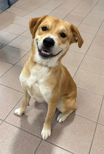 CHARLIE - Labrador Retriever available for adoption