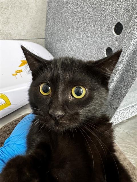 CALVINA - Domestic Short Hair available for adoption