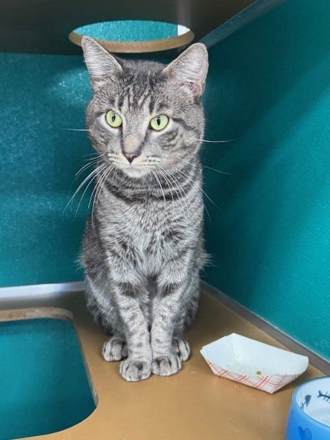 WILLIE - Domestic Short Hair available for adoption