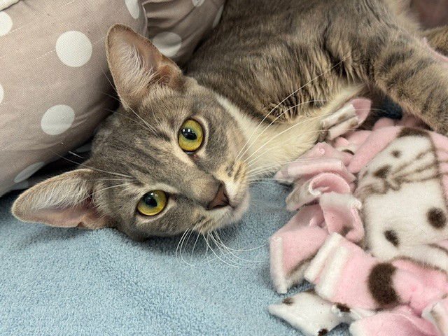 GENIE - Domestic Short Hair available for adoption