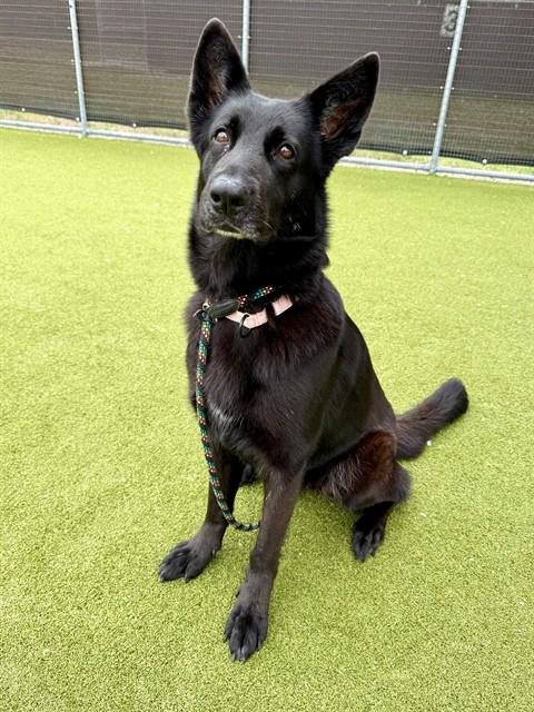 GEMMA - German Shepherd Dog available for adoption