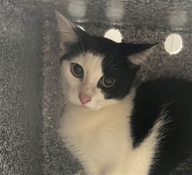 SKILLET - Domestic Short Hair available for adoption