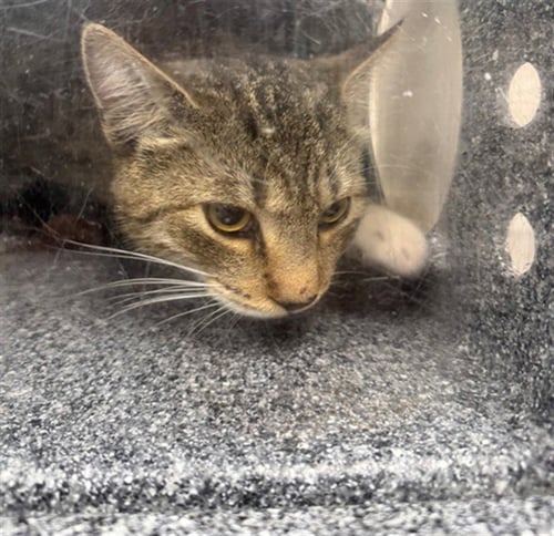 RICKY - Domestic Short Hair available for adoption