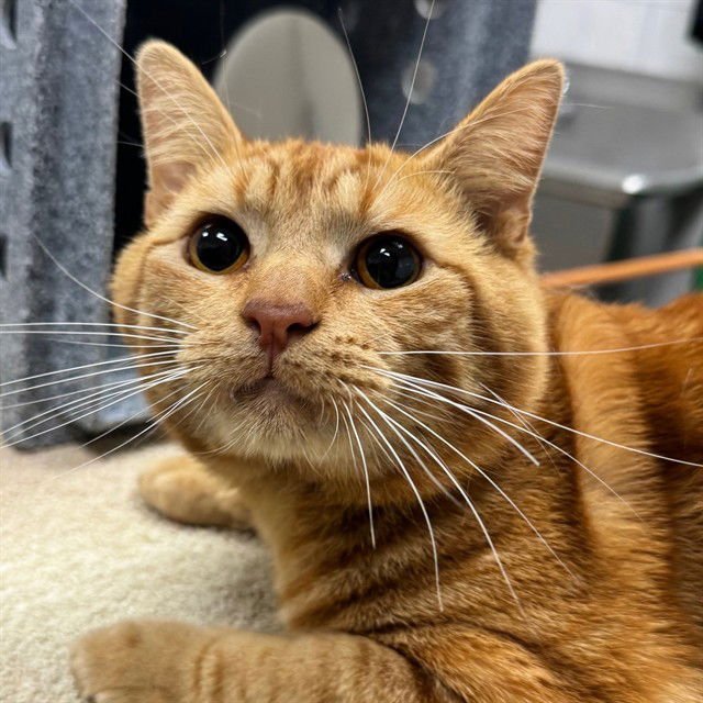 OWLIE - Domestic Short Hair available for adoption