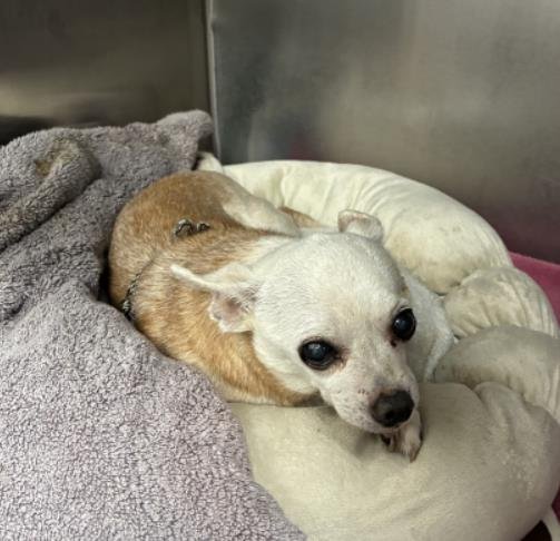 CARMELO - Chihuahua available for adoption