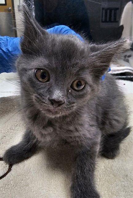 A302589 - Domestic Short Hair available for adoption