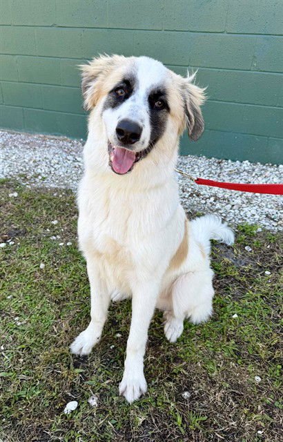 TANUKI - Great Pyrenees / Anatolian Shepherd available for adoption