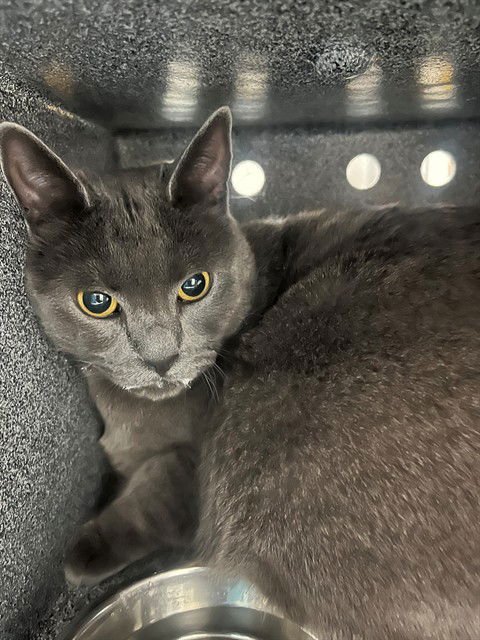 GRACIE - Domestic Short Hair available for adoption