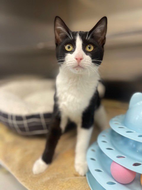 LILY - Domestic Short Hair available for adoption