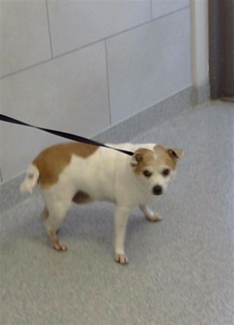 CAMPEON - Jack Russell Terrier (Parson Russell Terrier) available for adoption