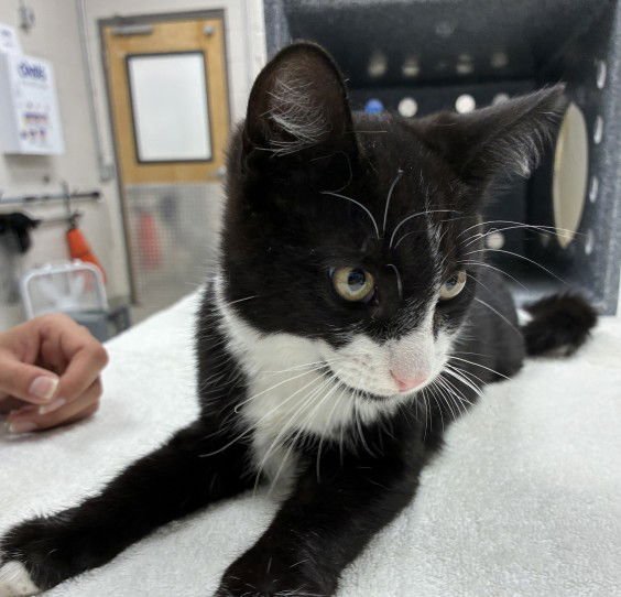 MASON - Domestic Short Hair available for adoption