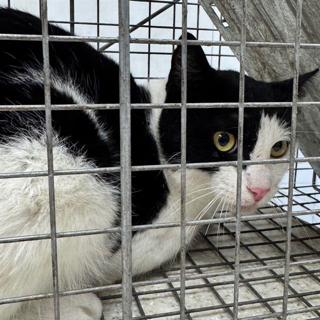 JETER - Domestic Short Hair available for adoption