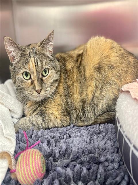 LULY - Domestic Short Hair available for adoption