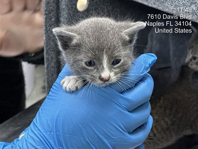 A303266 - Domestic Short Hair available for adoption