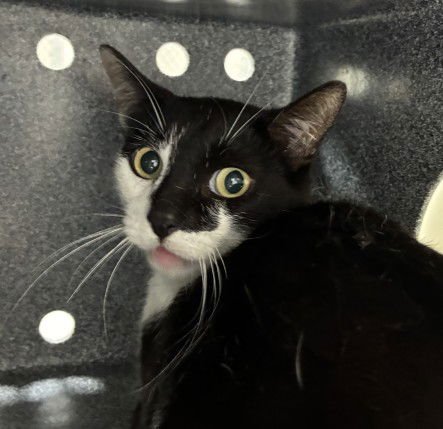 KENNEDY - Domestic Short Hair available for adoption