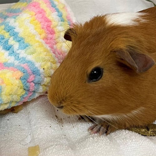 PIXIE - Guinea Pig available for adoption