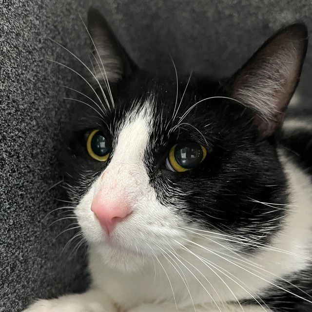 JIMMY - Domestic Short Hair available for adoption