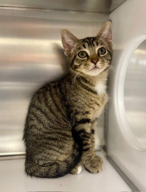 BUTCH - Domestic Short Hair available for adoption