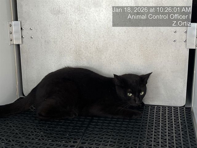 A302378 - Domestic Short Hair available for adoption