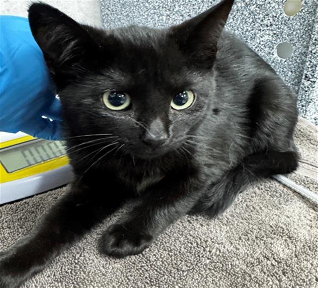 KLEIN - Domestic Short Hair available for adoption