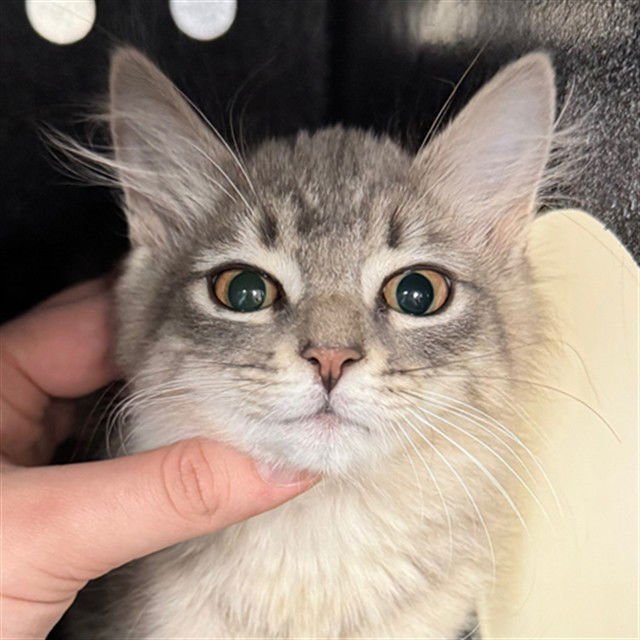 RIVER - Domestic Short Hair available for adoption