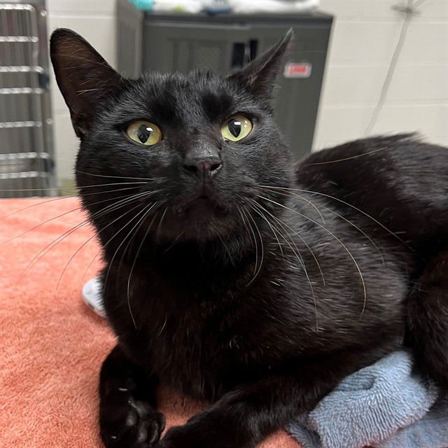 BUBBIE - Domestic Short Hair available for adoption