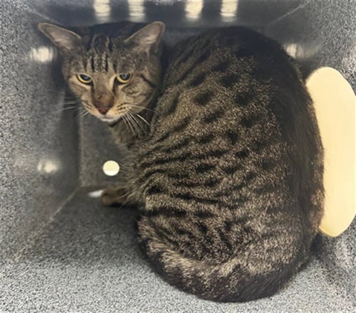 NUTTER BUTTER - Domestic Short Hair available for adoption