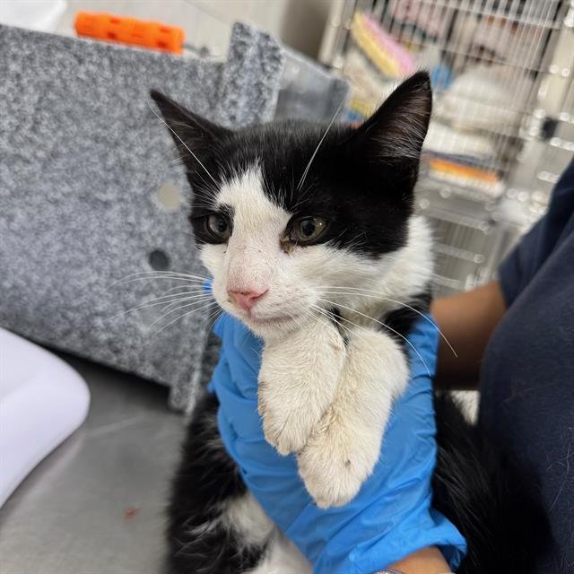 JULES - Domestic Short Hair available for adoption