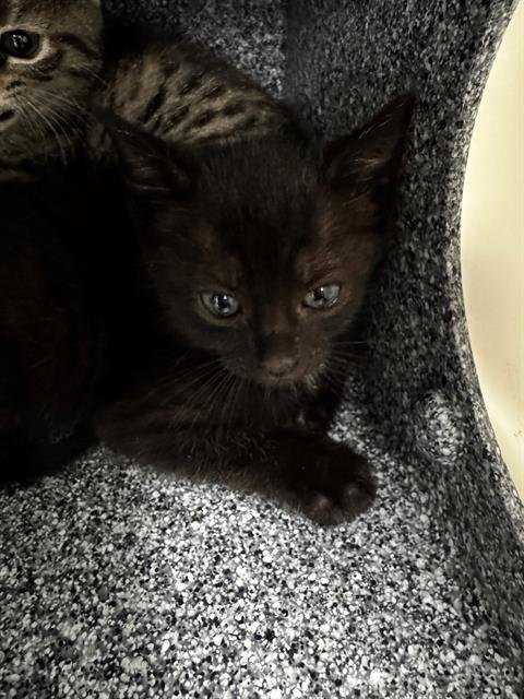 LOID - Domestic Short Hair available for adoption