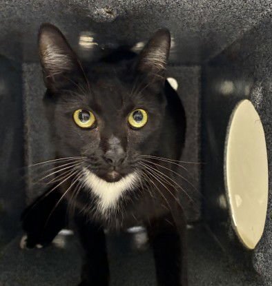 ABIGAIL - Domestic Short Hair available for adoption