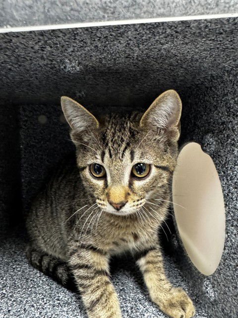 JUSTIN - Domestic Short Hair available for adoption