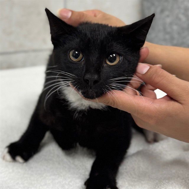 A302823 - Domestic Short Hair available for adoption