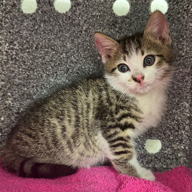 PICKLES - Domestic Short Hair available for adoption