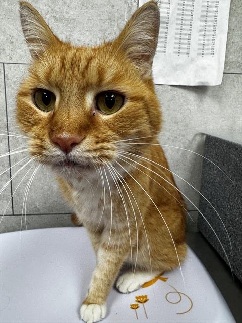 BARBADOS - Domestic Short Hair available for adoption