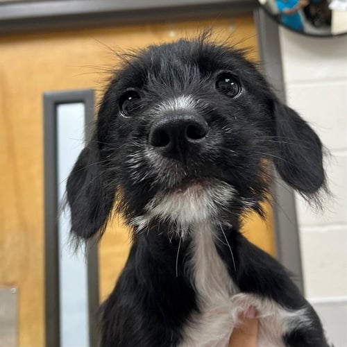 PICKLES - German Wirehaired Pointer available for adoption