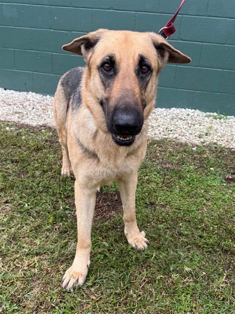 DELTA - German Shepherd Dog available for adoption