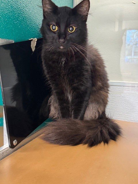 ITCHY - Domestic Short Hair available for adoption