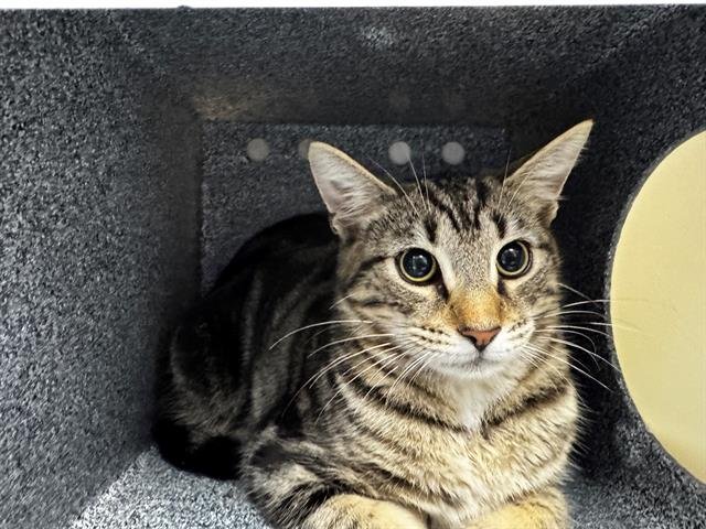 ELROY - Domestic Short Hair available for adoption