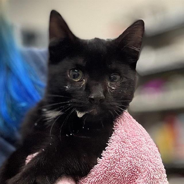 SHELLY - Domestic Short Hair available for adoption