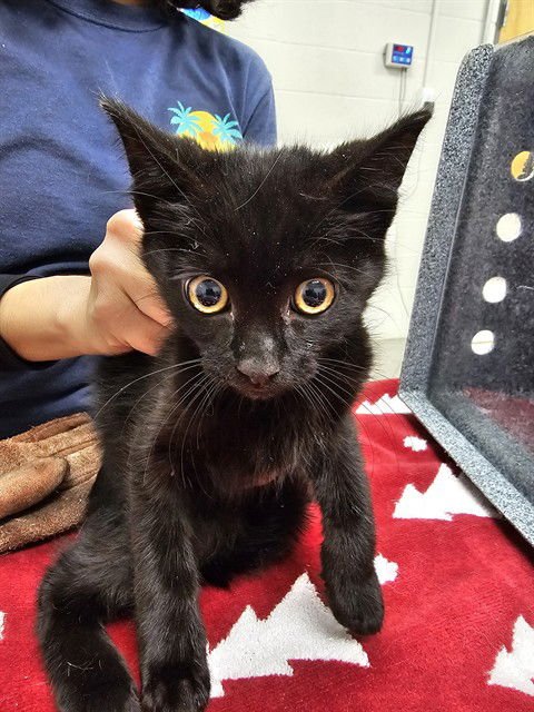 SCOUT - Domestic Short Hair available for adoption