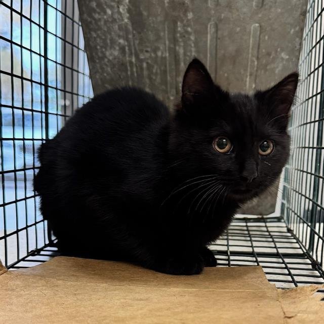 MUNCH - Domestic Short Hair available for adoption