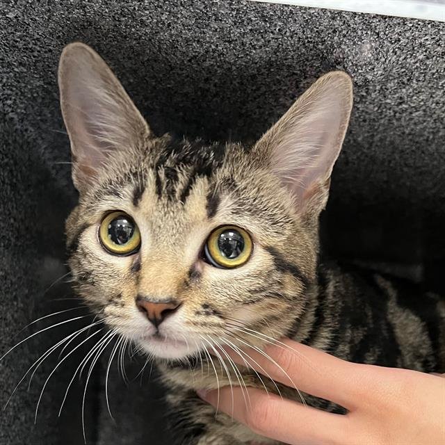 CHAPPELL - Domestic Short Hair available for adoption