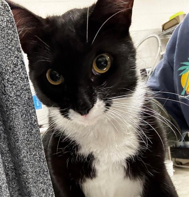 DUNKIN - Domestic Short Hair available for adoption