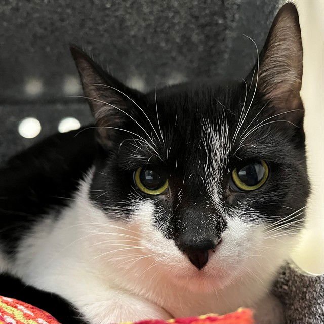 JEREMIAH - Domestic Short Hair available for adoption