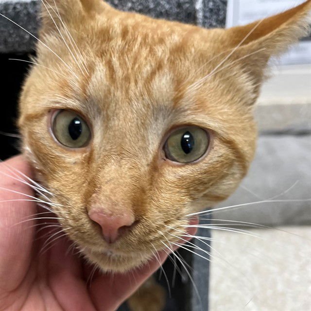 REGULUS - Domestic Short Hair available for adoption