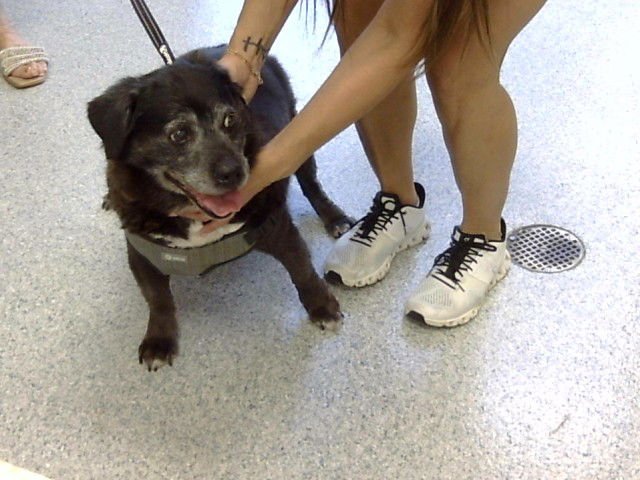 OSO - Labrador Retriever / Chow Chow available for adoption