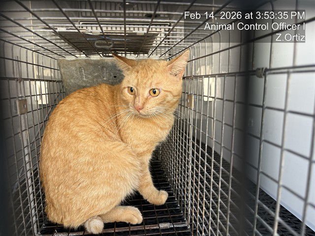 ARCHIE - Domestic Short Hair available for adoption